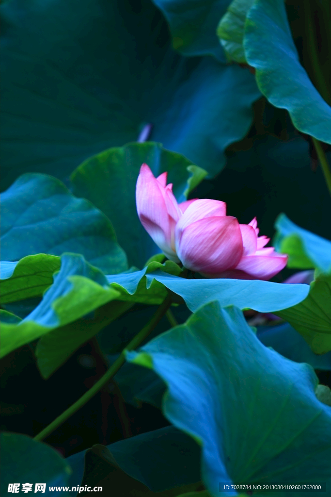 荷花