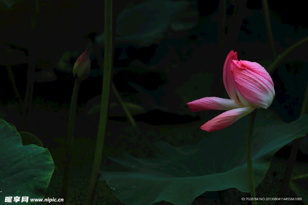 荷花