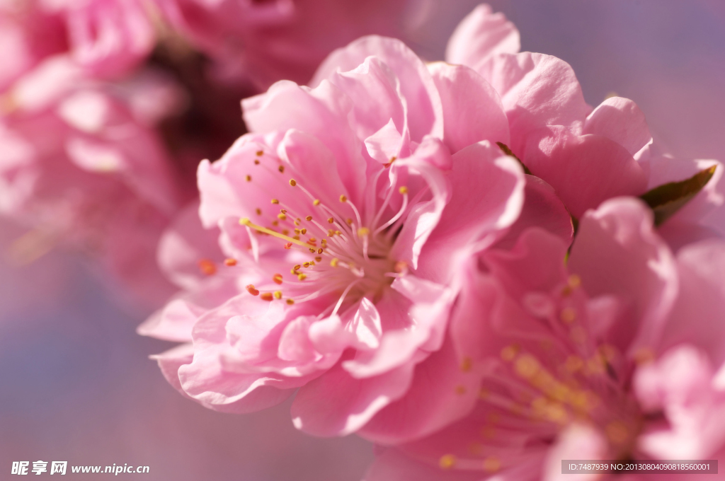桃花