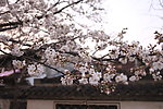 花 房屋