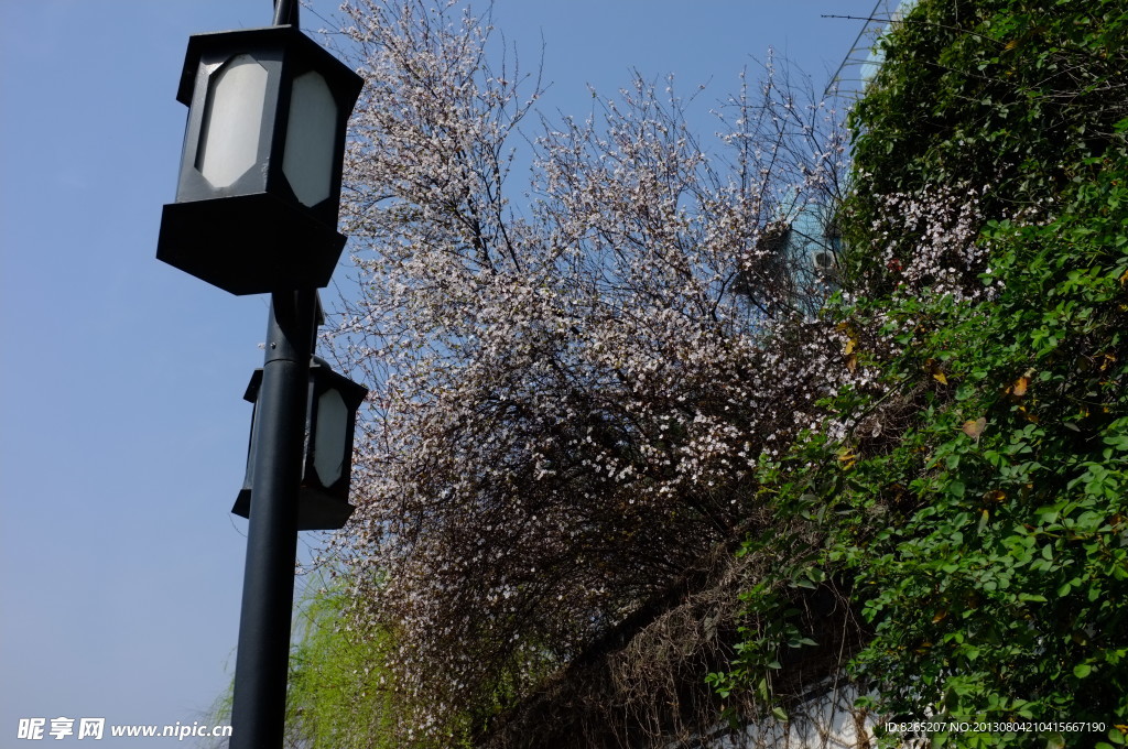 路灯 花