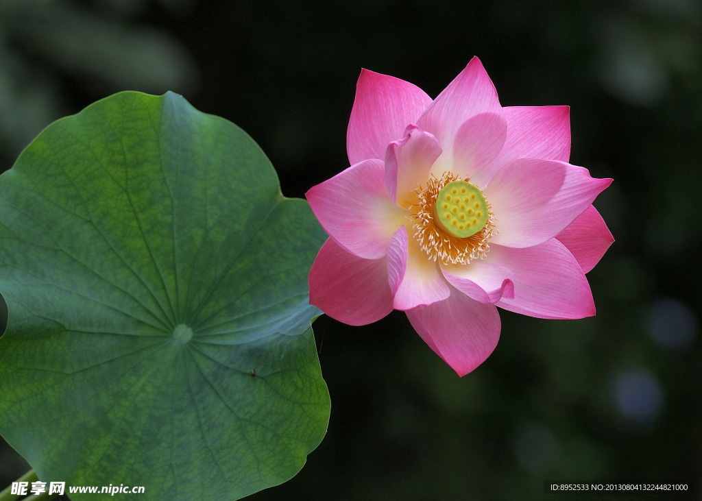 莲花
