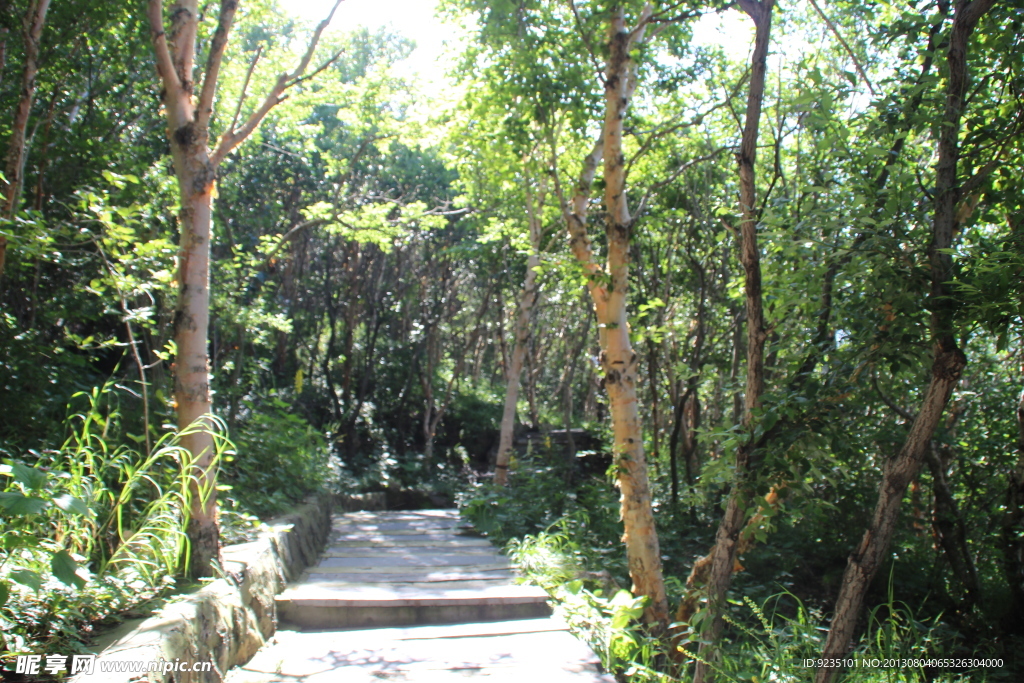 林荫小路