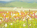 美丽的西藏大草原
