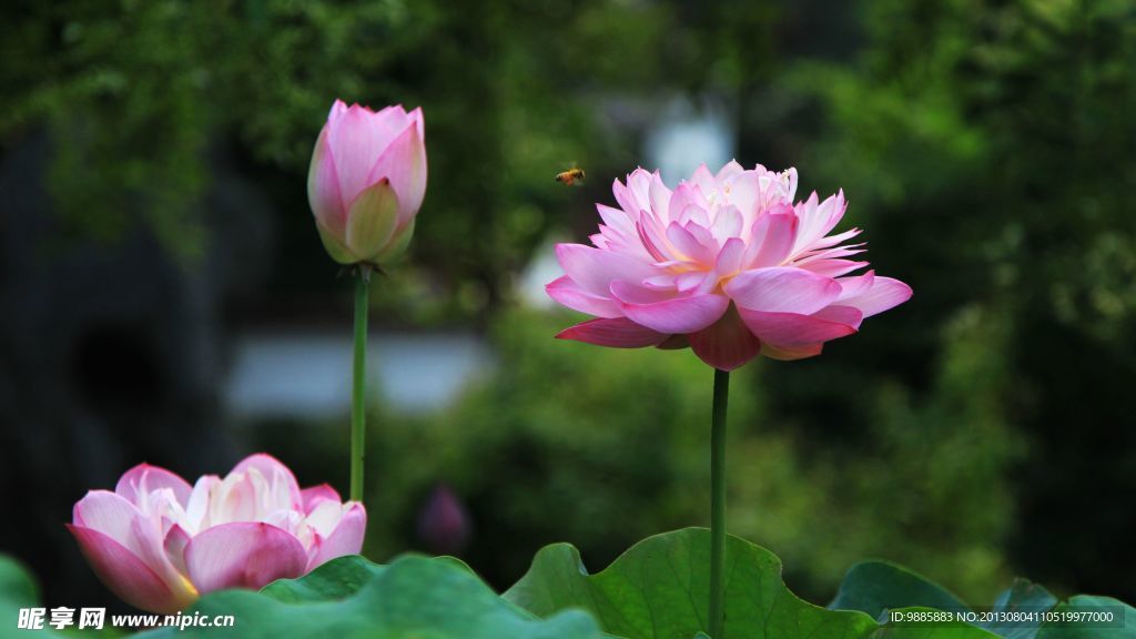 荷花