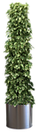 树木 灌木