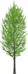 树木 乔木