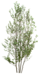 树木 植物