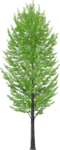 树木 植物