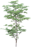 树木 植物