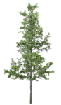树木 植物