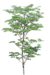 树木 植物