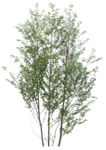 树木 植物