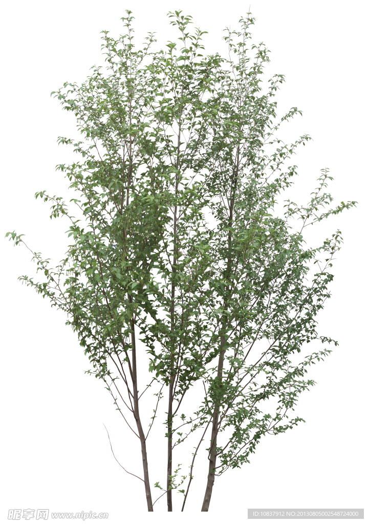 树木 植物