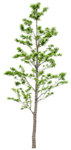 树木 植物