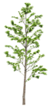 树木 植物