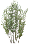 树木 植物