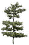 树木 植物