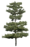 树木 植物