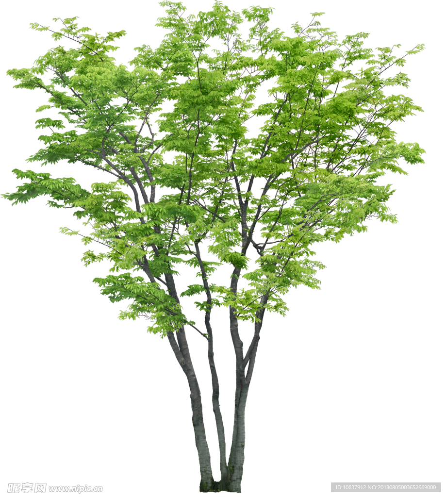 树木 植物