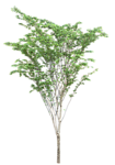 树木 植物