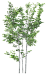 树木 植物