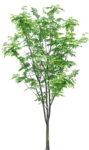 树木 植物