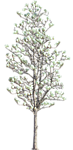 树木 植物