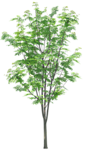 树木 植物