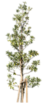 树木 植物