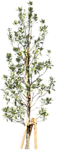 树木 植物