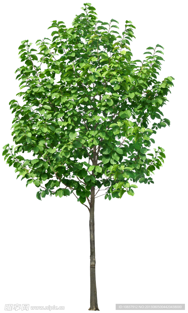 树木 植物