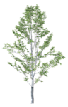 树木 植物