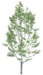 树木 植物