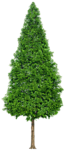 树木 植物