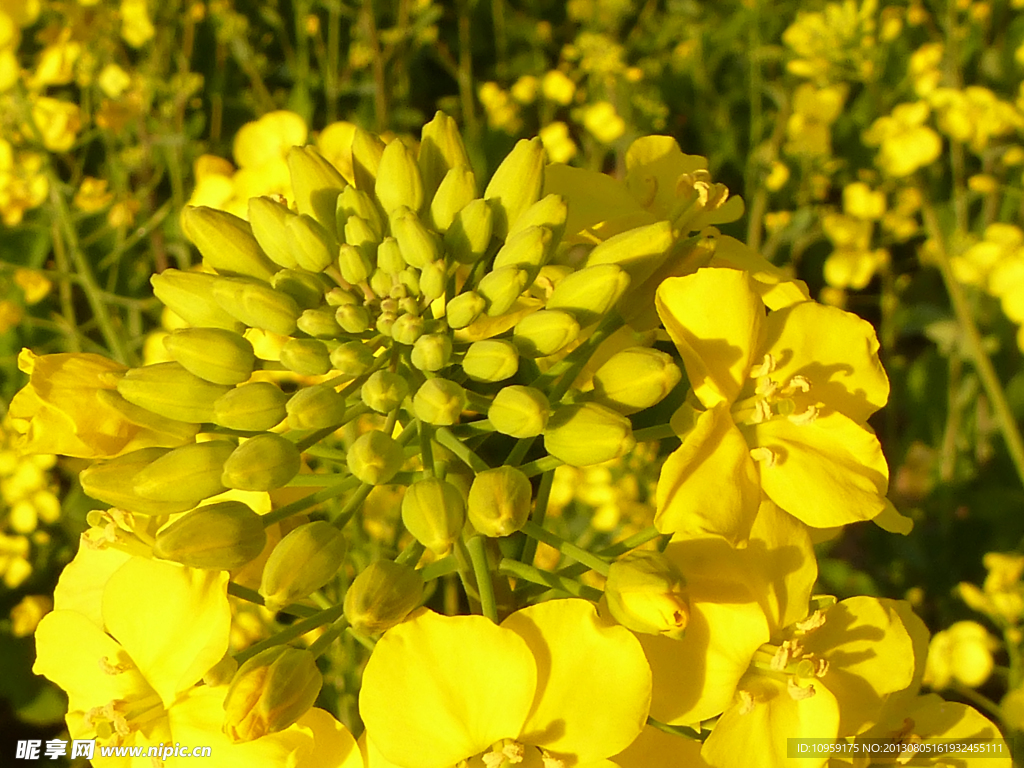 油菜花