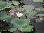 莲花