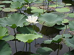 莲花
