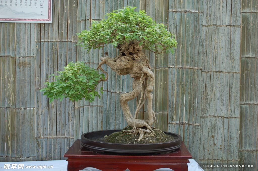 植物 绿化 盆景 盆