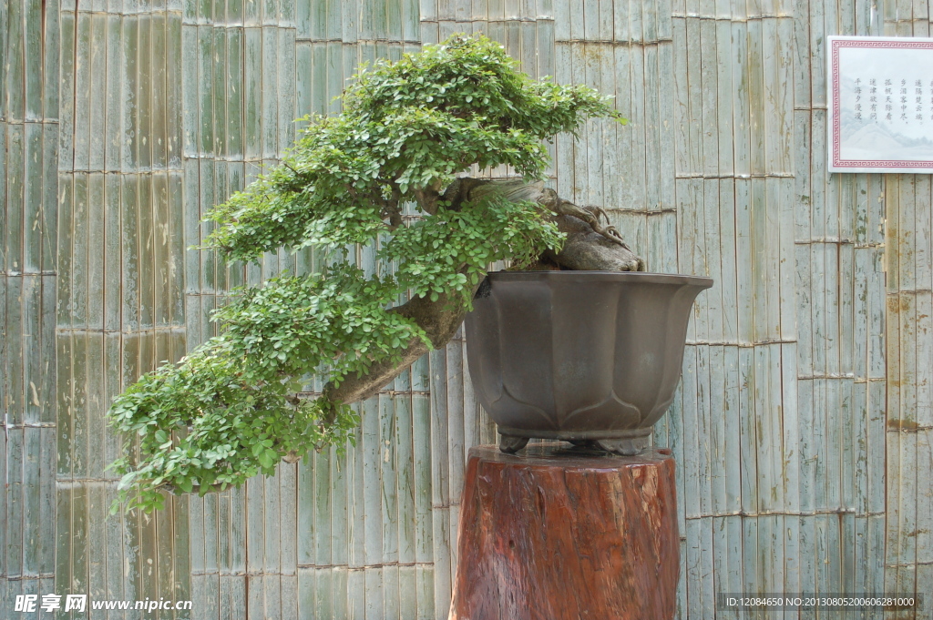 植物 绿化 盆景 盆