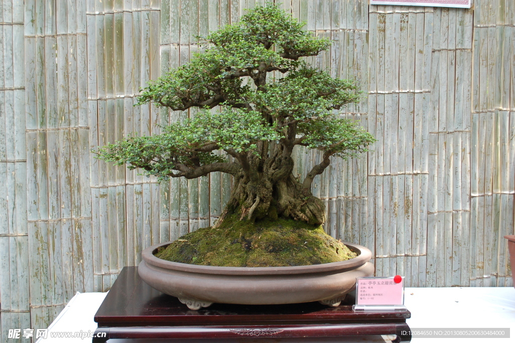 盆栽艺术