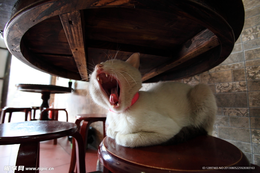 猫趣