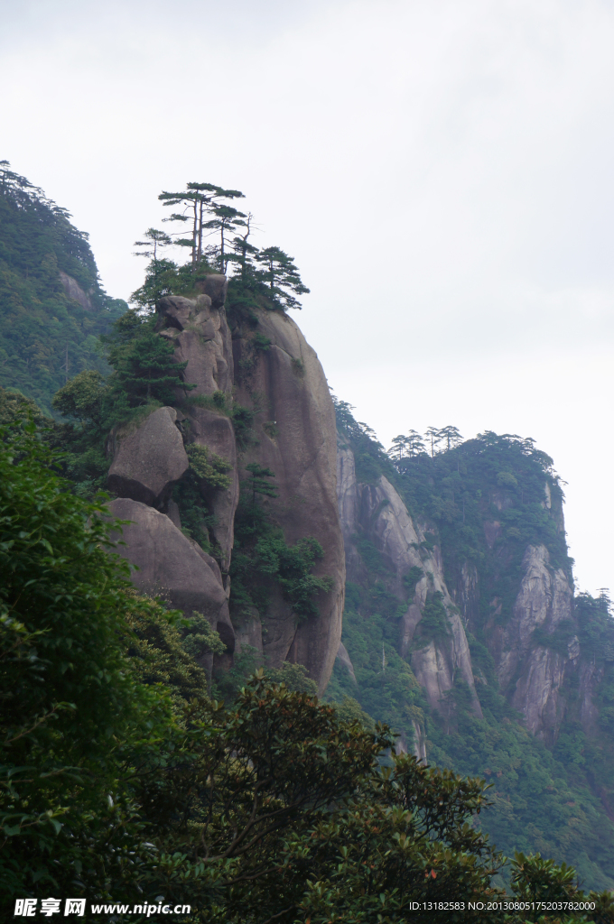 极顶苍松