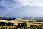 麦田