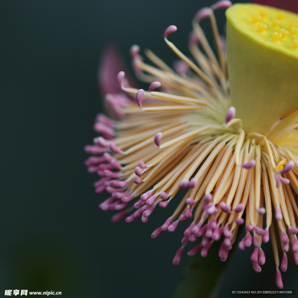 荷花花蕊