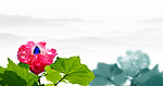 芙蓉花