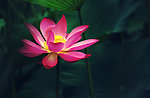 花草