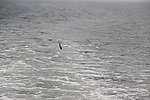 海鸥