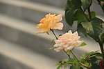 月季