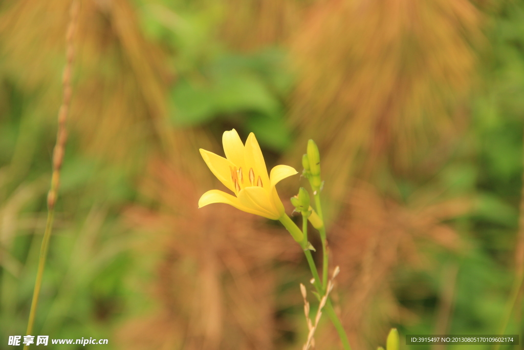 鲜花
